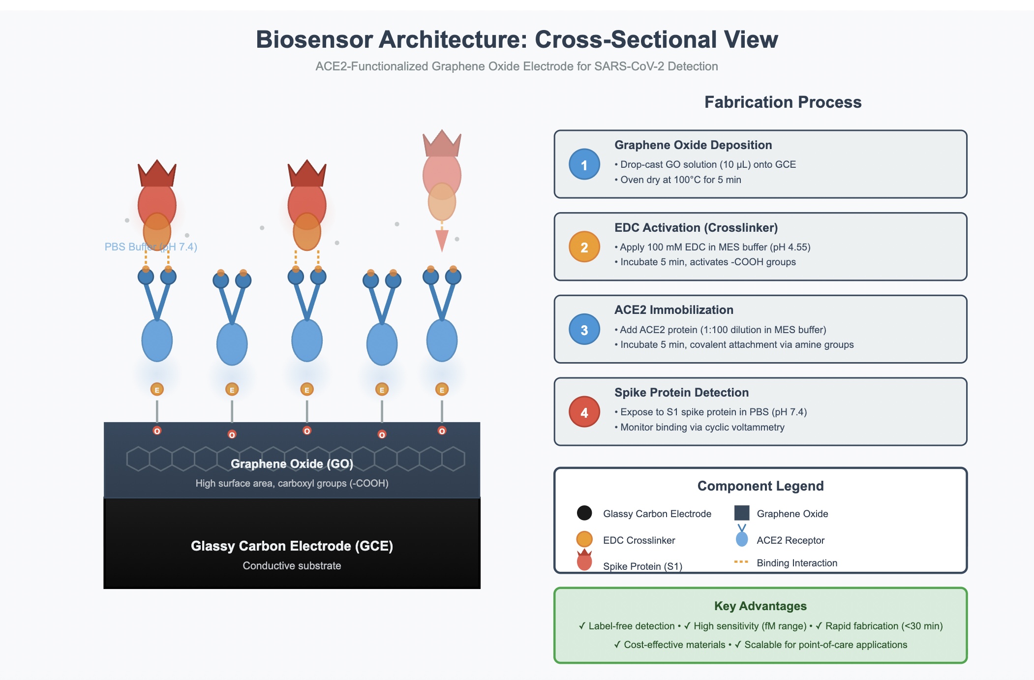 Cross-sectional biosensor view