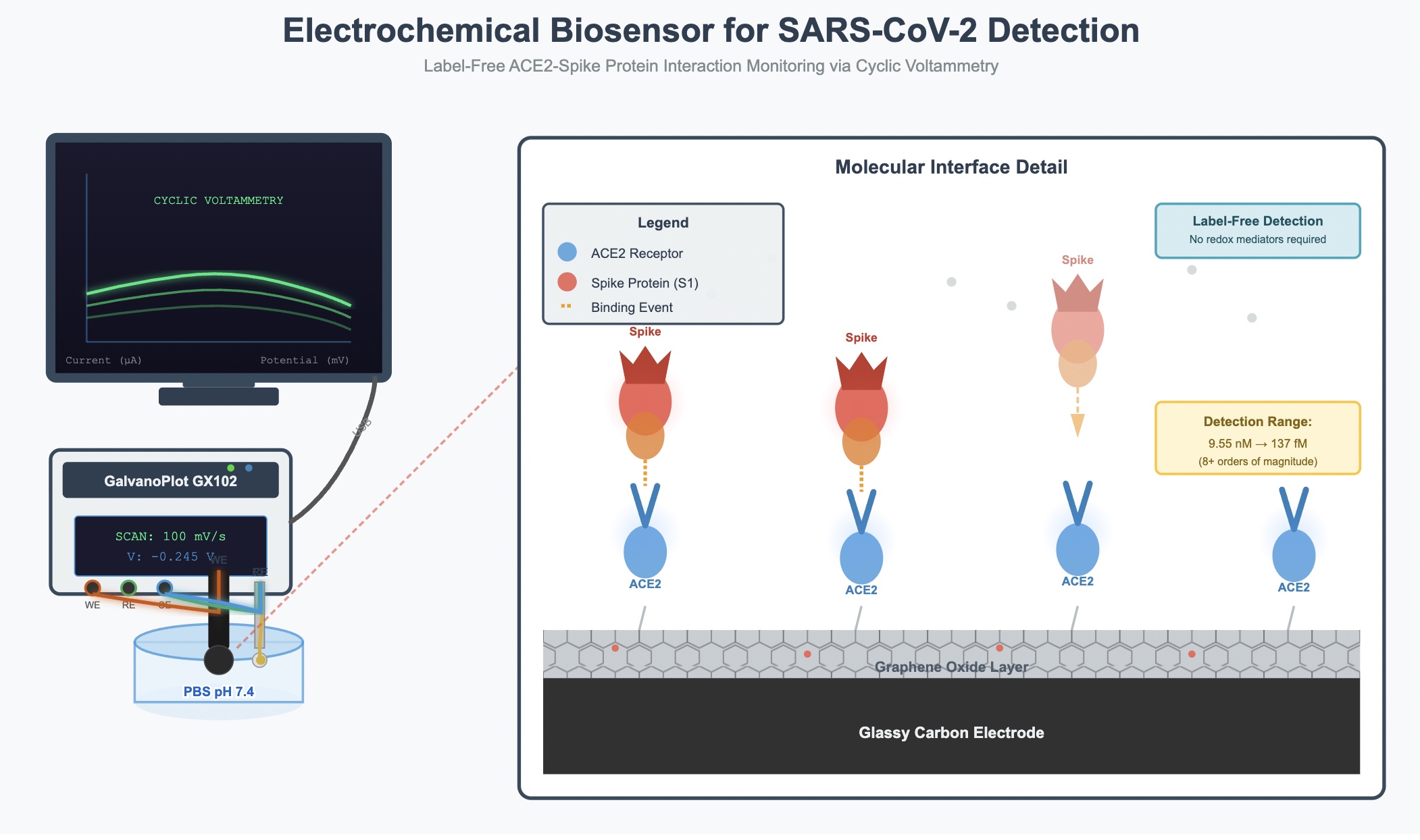 Electrochemical biosensor schematic